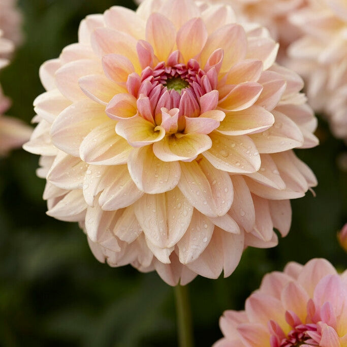 Dahlia Dekorativ Maya 1-pack